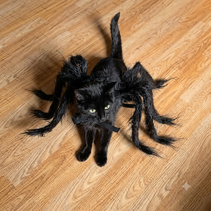 Halloween Spider Costume for Cats – Funny Spooky Pet outfit