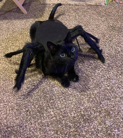 Halloween Spider Costume for Cats – Funny Spooky Pet outfit