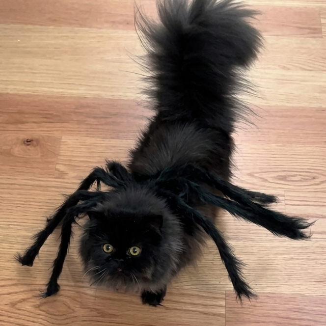 Cat Spider Coustume