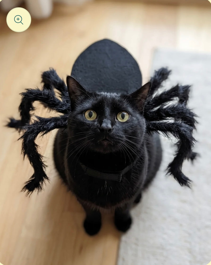 Cat Spider Coustume