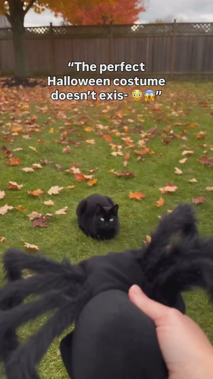 Cat Spider Coustume